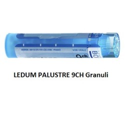 LEDUM PALUSTRE 9CH GR
