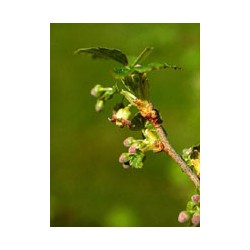 Herboplanet Msa Ribes...