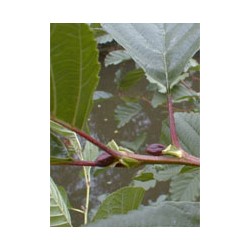 Herboplanet Msa Alnus...