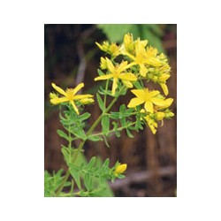 Herboplanet Tsa Hipericum...