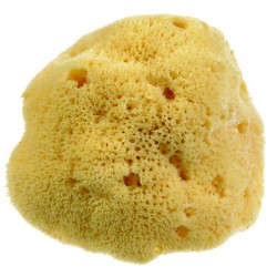 Olocotino Guido&c....