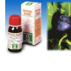 Specchiasol Mirtillo 31...