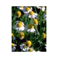 Herboplanet Azulin Gel 40ml