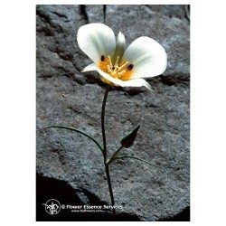 MARIPOSA LILY ESS 7,4ML CALF