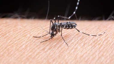 Come difenderci dalle zanzare?